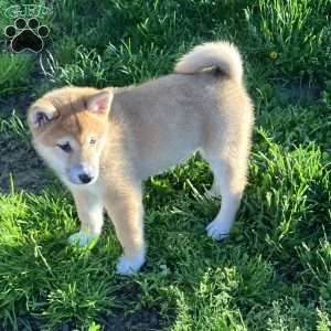 Jake, Shiba Inu Puppy