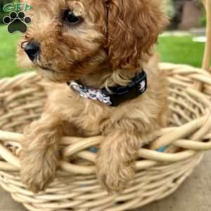 Violet, Cavapoo Puppy