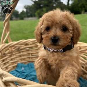 Violet, Cavapoo Puppy