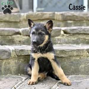 Cassie, German Shepherd Puppy
