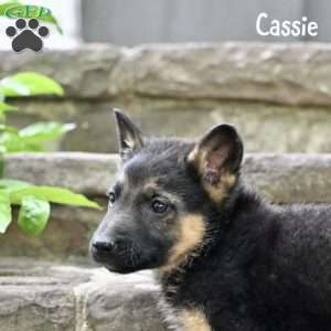 Cassie, German Shepherd Puppy