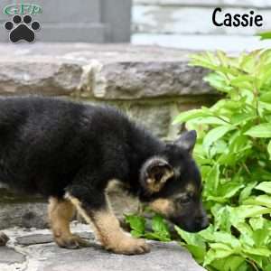 Cassie, German Shepherd Puppy