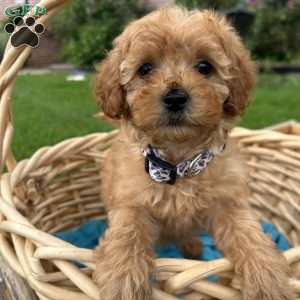 Violet, Cavapoo Puppy