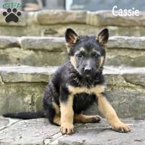 Cassie, German Shepherd Puppy