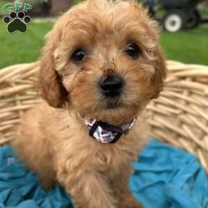 Violet, Cavapoo Puppy