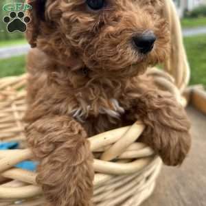 Goldie, Cavapoo Puppy
