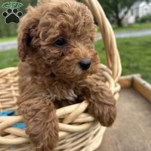 Goldie, Cavapoo Puppy