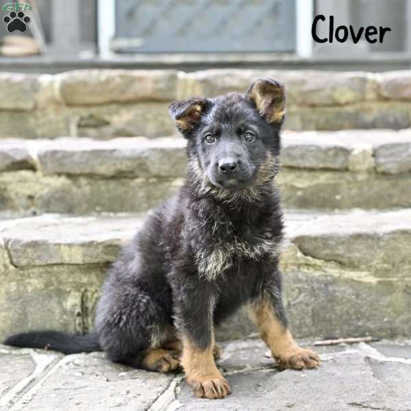 Clover, German Shepherd Puppy
