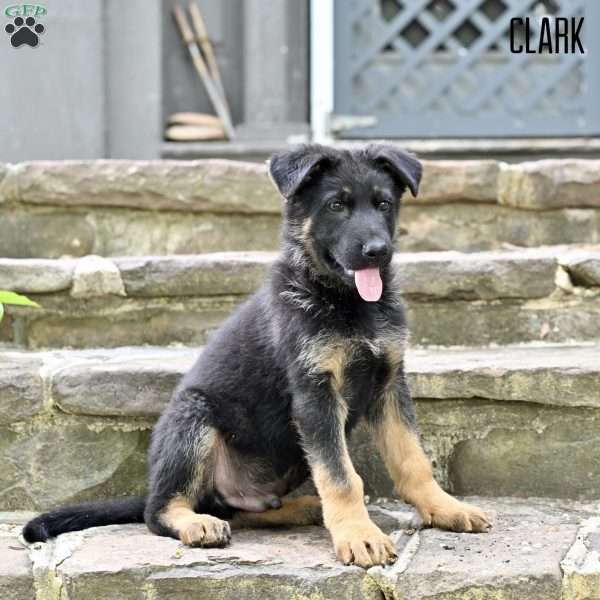Clark, German Shepherd Puppy