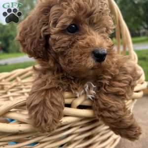 Goldie, Cavapoo Puppy
