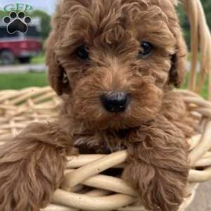 Goldie, Cavapoo Puppy