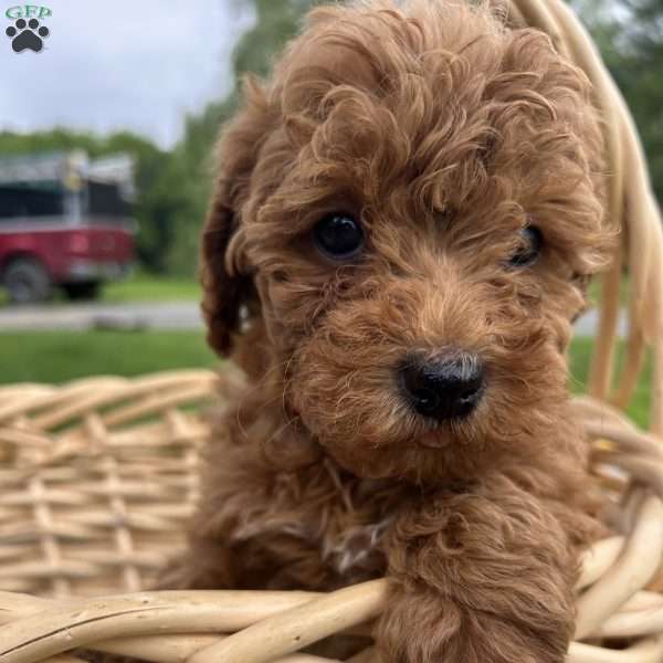 Goldie, Cavapoo Puppy