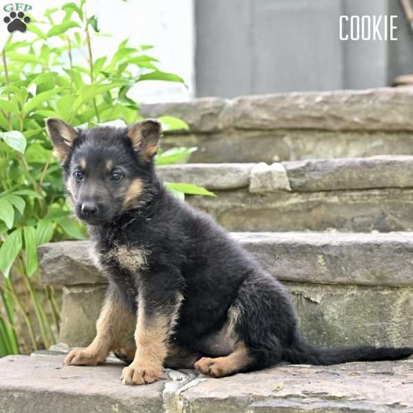 Cookie, German Shepherd Puppy