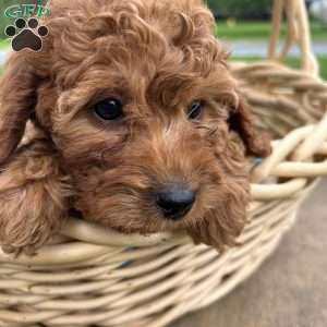 Timmy, Cavapoo Puppy