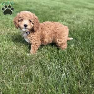 Rose, Cavapoo Puppy
