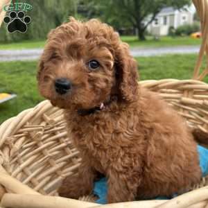 Timmy, Cavapoo Puppy