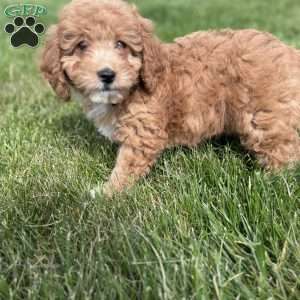 Rose, Cavapoo Puppy