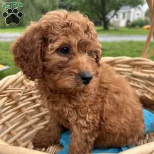 Timmy, Cavapoo Puppy