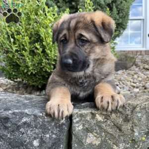April, German Shepherd Puppy