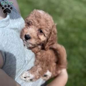 Rose, Cavapoo Puppy