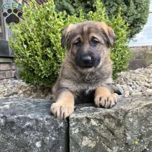 April, German Shepherd Puppy