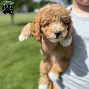 Rose, Cavapoo Puppy