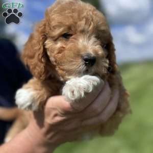 Rose, Cavapoo Puppy