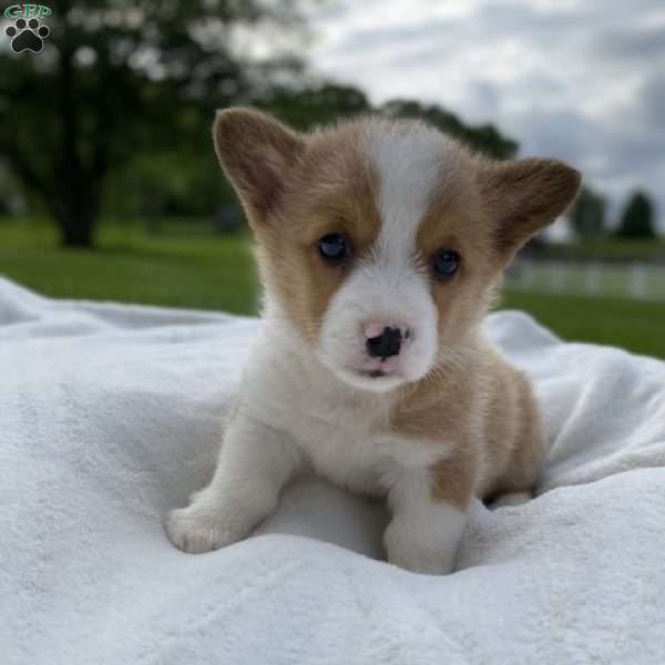 Kobi, Pembroke Welsh Corgi Puppy