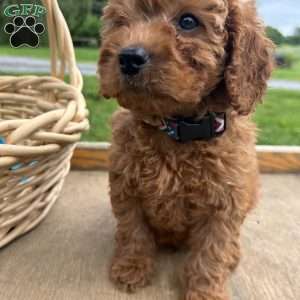 Timmy, Cavapoo Puppy