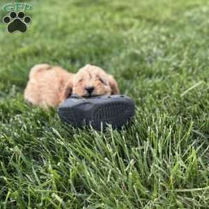 Maverick, Cavapoo Puppy
