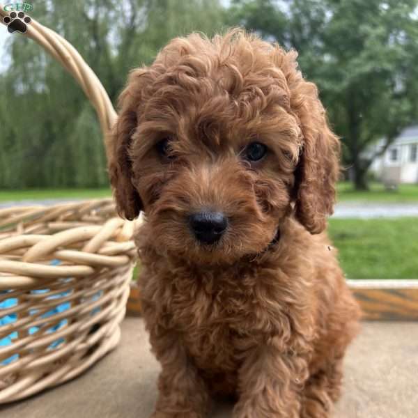Timmy, Cavapoo Puppy