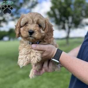 Maverick, Cavapoo Puppy
