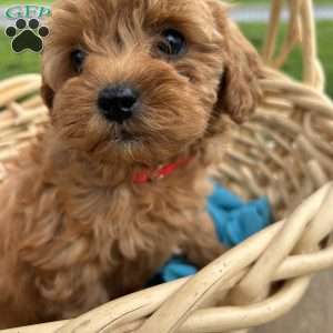 Zander, Cavapoo Puppy
