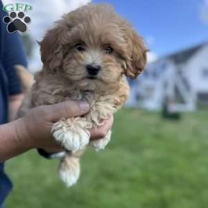 Honey, Cavapoo Puppy