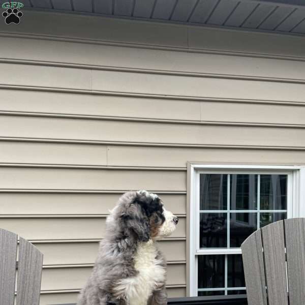 Bear, Bernedoodle Puppy