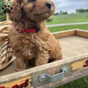 Zander, Cavapoo Puppy