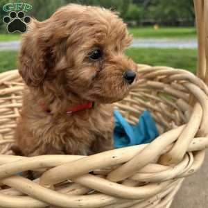Zander, Cavapoo Puppy