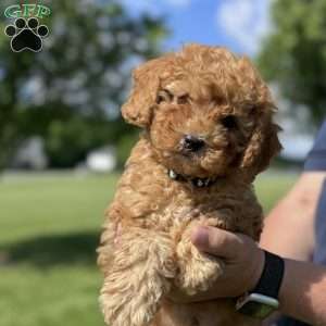 Becks, Cavapoo Puppy