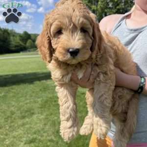 Wallon, Cavapoo Puppy