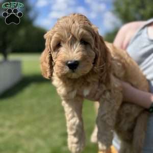 Wallon, Cavapoo Puppy