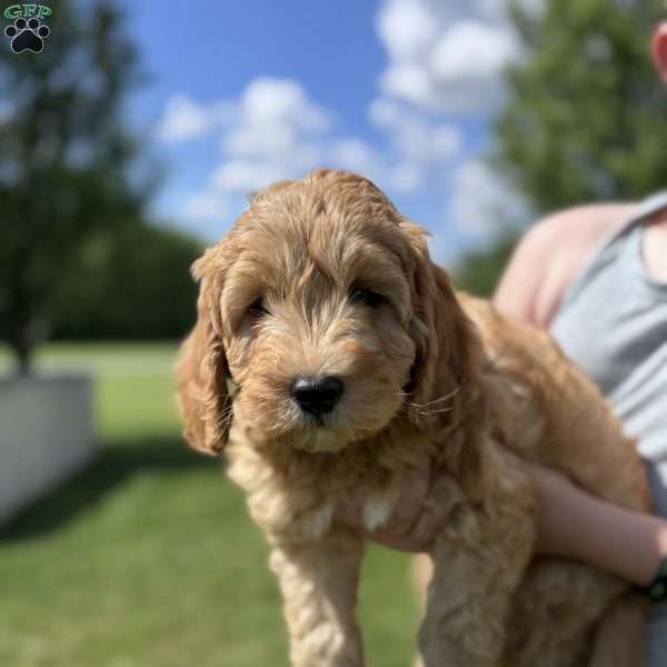 Wallon, Cavapoo Puppy