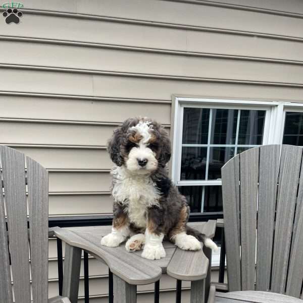Blue, Bernedoodle Puppy