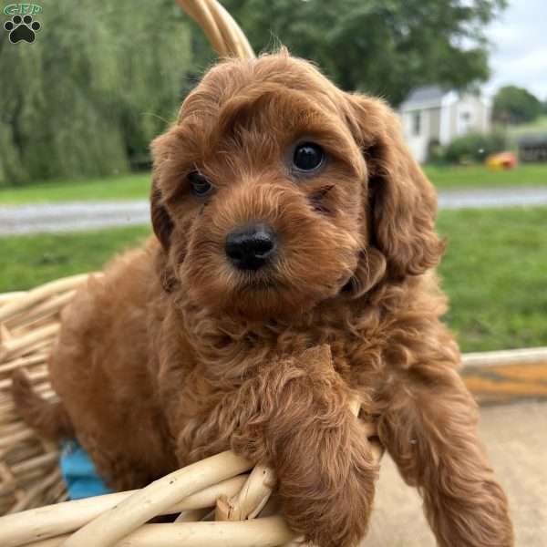 Zander, Cavapoo Puppy