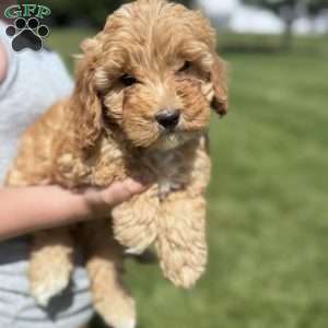 Bella, Cavapoo Puppy