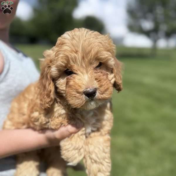 Bella, Cavapoo Puppy