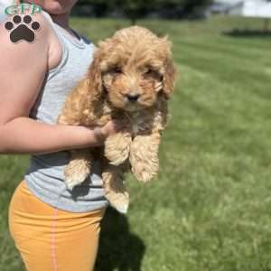 Bella, Cavapoo Puppy