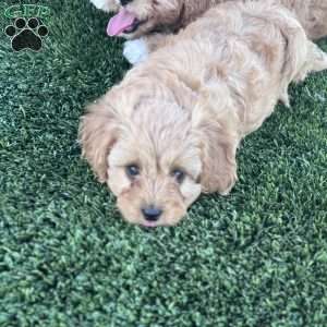 Maverick, Cavapoo Puppy