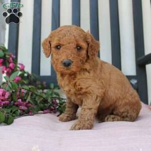 Abigail, Mini Goldendoodle Puppy