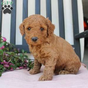 Abigail, Mini Goldendoodle Puppy