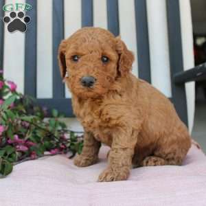 Abigail, Mini Goldendoodle Puppy